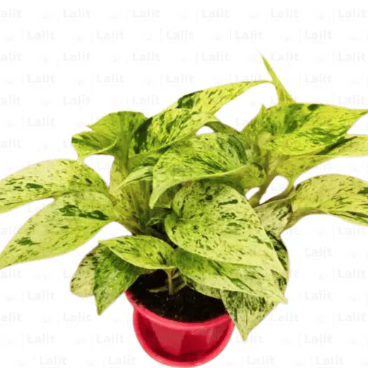 Buy Marble Queen Pothos – Variegated Money Plant Online at Lalitenterprise