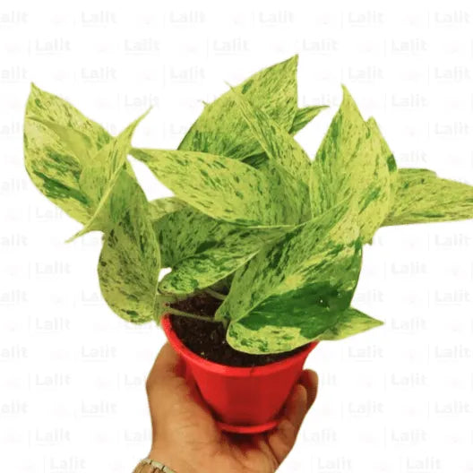 Buy Marble Queen Pothos – Variegated Money Plant Online at Lalitenterprise