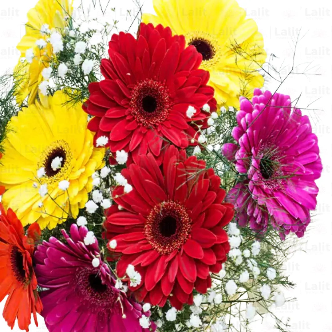 Buy Hybrid Gerbera Multicolor Flower - Plant Online at Lalitenterprise