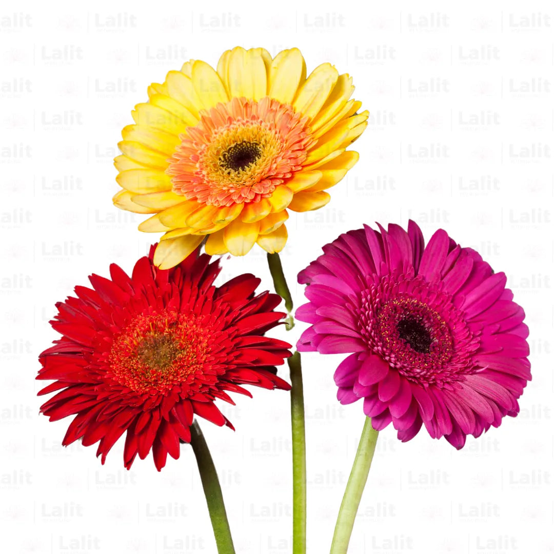 Buy Hybrid Gerbera Multicolor Flower - Plant Online at Lalitenterprise