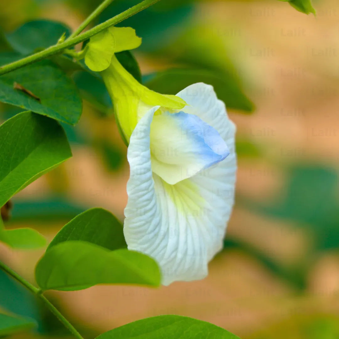 White Aparajita Clitoria Ternatea Plant Lalit Enterprise
