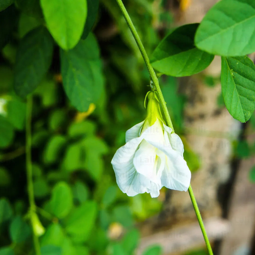 White Aparajita - Plant
