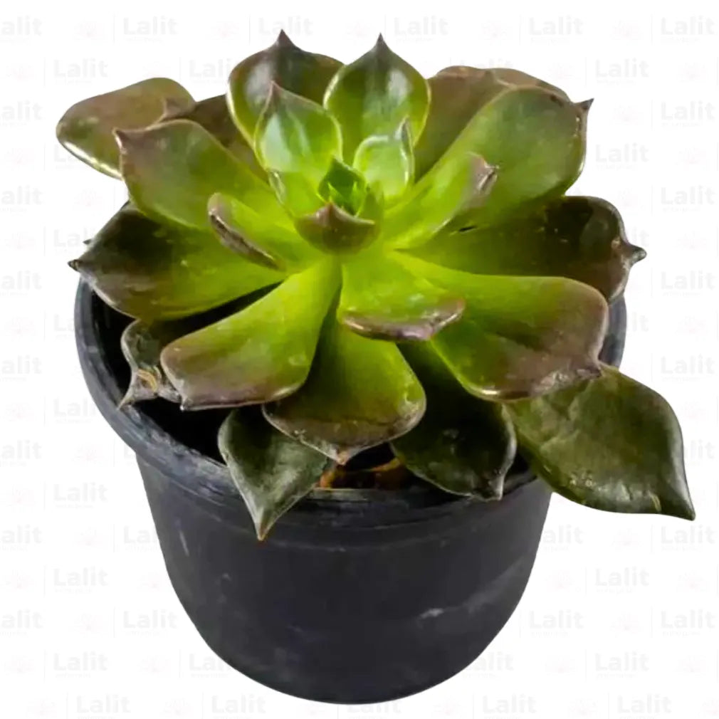 Buy Vishnu Kamal | Succulent | - Plant Online at Lalitenterprise