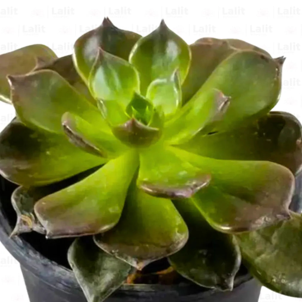 Buy Vishnu Kamal | Succulent | - Plant Online at Lalitenterprise