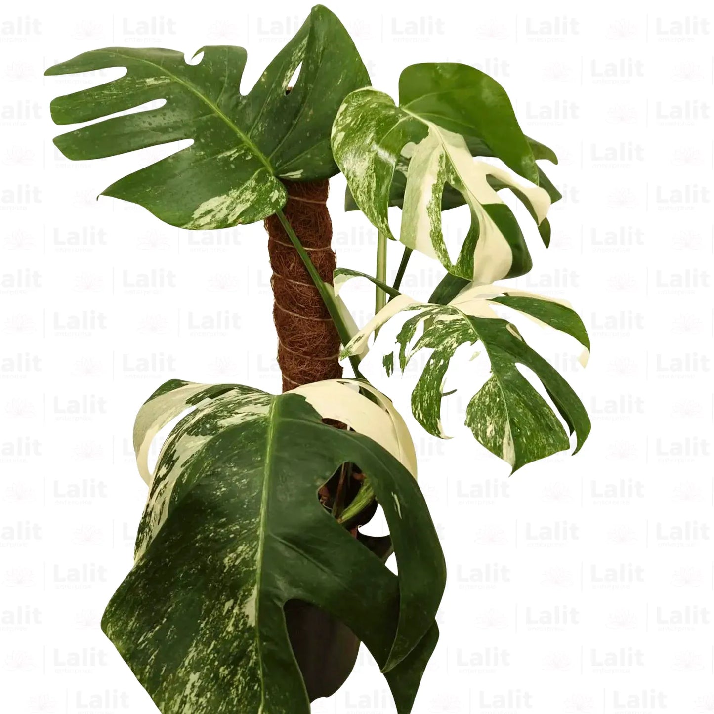 Buy Variegated Monstera Albo - Plant Online at Lalitenterprise