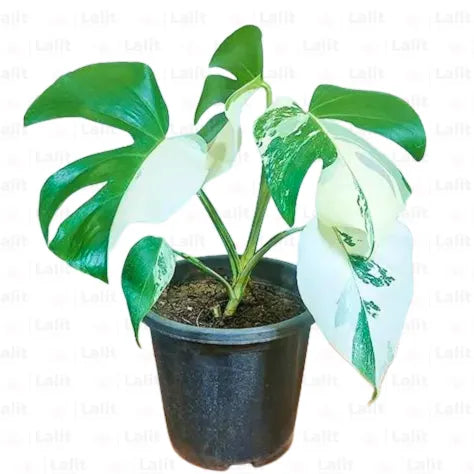 Buy Variegated Monstera Albo (Monstera deliciosa) - Plant Online at Lalitenterprise