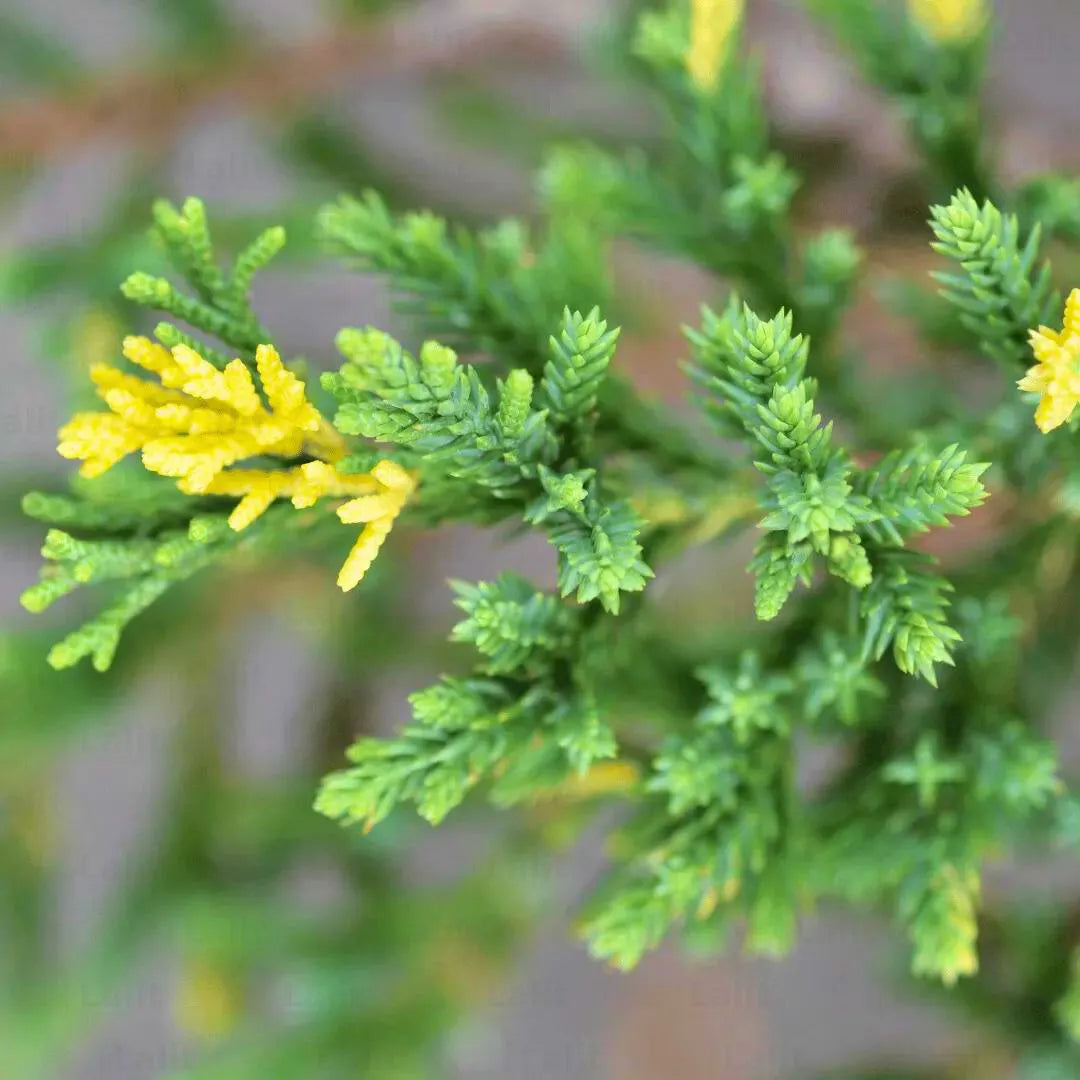 Buy Variegated Juniper - Plant Online at Lalitenterprise