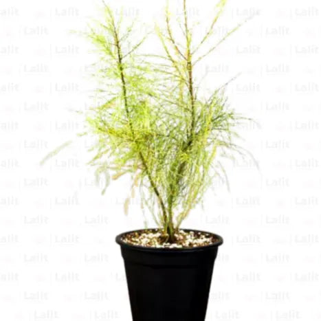 Buy Variegated Casuarina (Variegated Beefwood) - Plant Online at Lalitenterprise