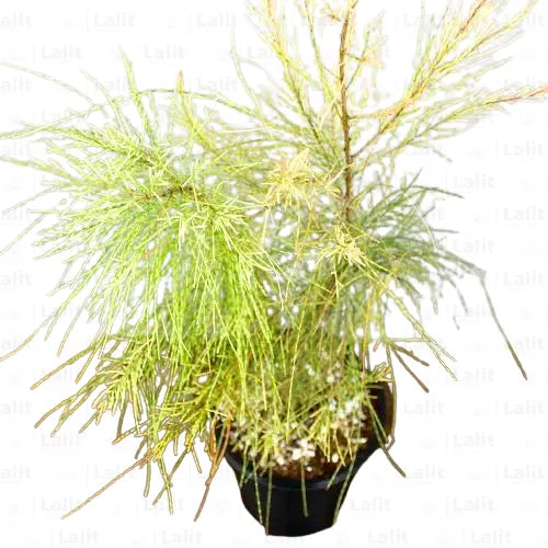 Buy Variegated Beefwood - Plant Online at Lalitenterprise