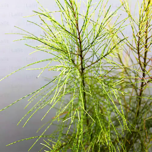 Buy Variegated Casuarina - Plant Online at Lalitenterprise
