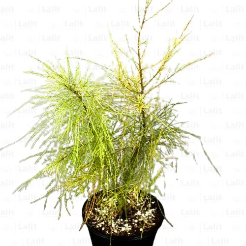 Buy Variegated Casuarina (Variegated Beefwood) - Plant Online at Lalitenterprise