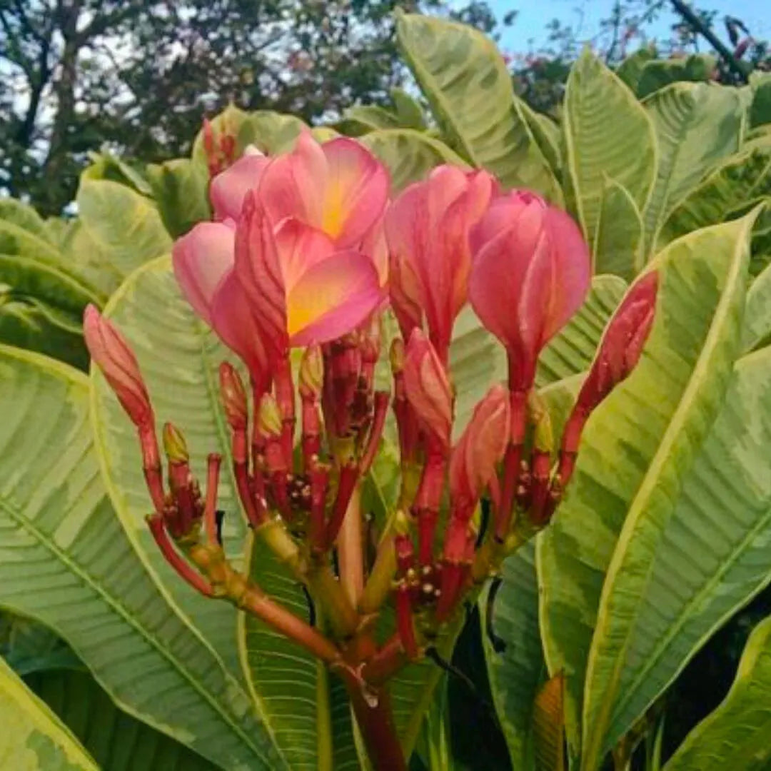 Buy Variegated Ametrine Plumeria - Plant Online at Lalitenterprise