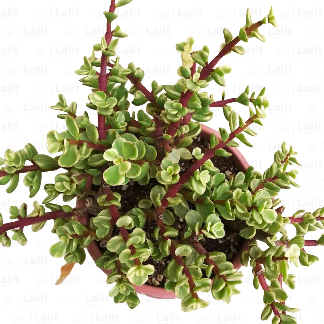 Variegated Jade (Elephant Bush) "Crassula" - Plant