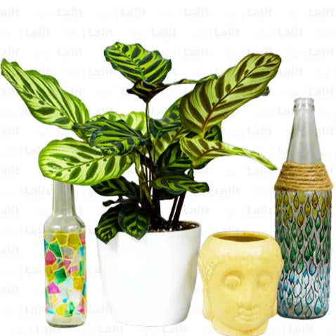 Buy Calathea Peacock – Plant Online at Lalitenterprise