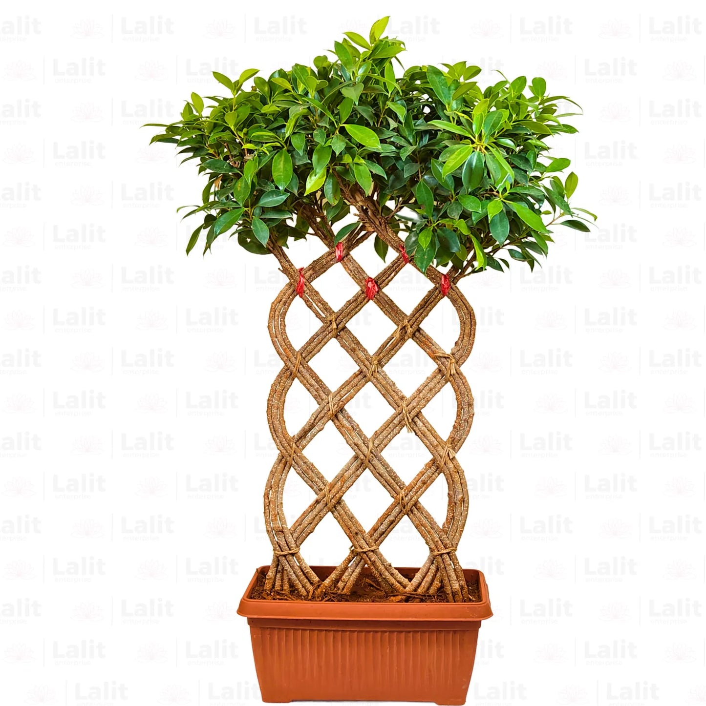 Buy Netted Ficus Tree (Grided Ficus) "3 Layer" - Plant Online at Lalitenterprise