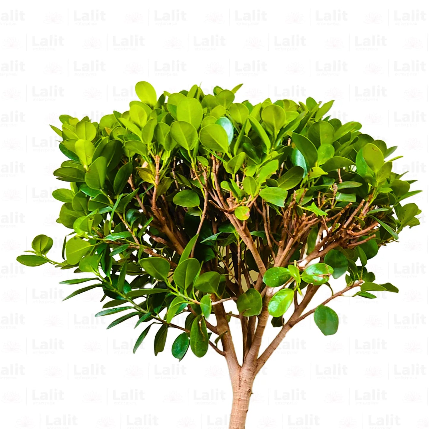 Buy Ficus Bonsai J- Shape - Plant Online at Lalitenterprise