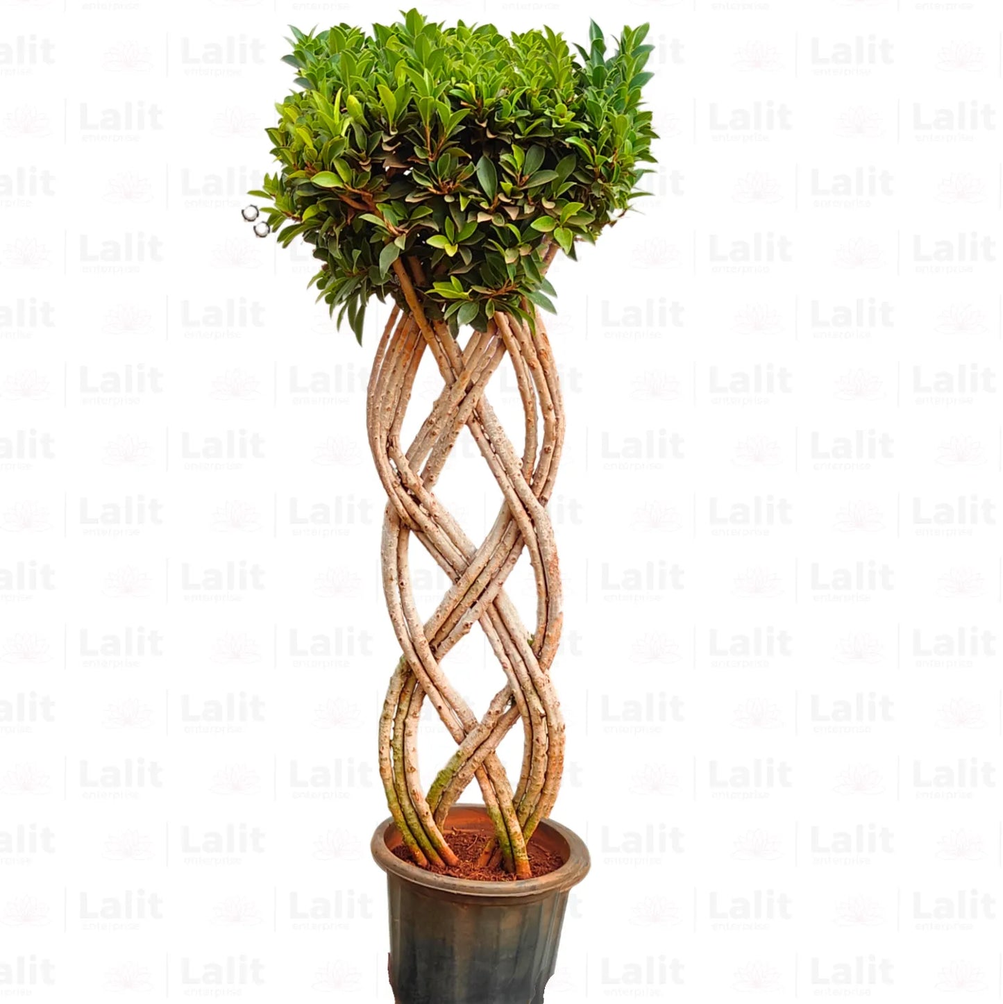 Buy Netted Ficus Tree (Grided Ficus) "2 Layer" - Plant Online at Lalitenterprise