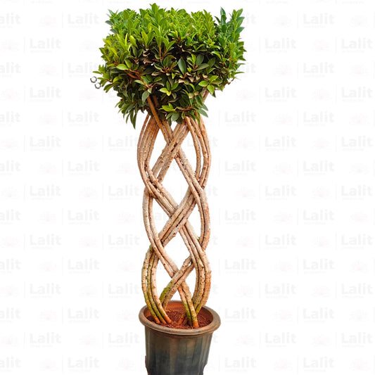 Buy Netted Ficus Tree (Grided Ficus) "2 Layer" - Plant Online at Lalitenterprise