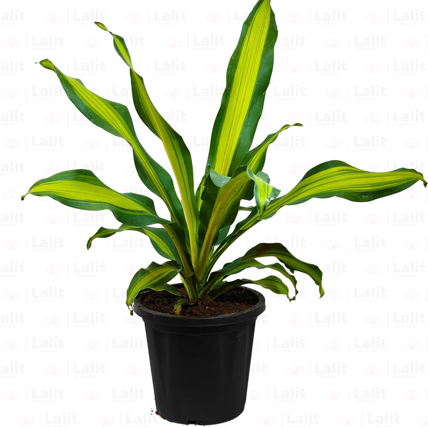 Buy Dracaena Dara Singh | Corn Pant Online at Lalitenterprise