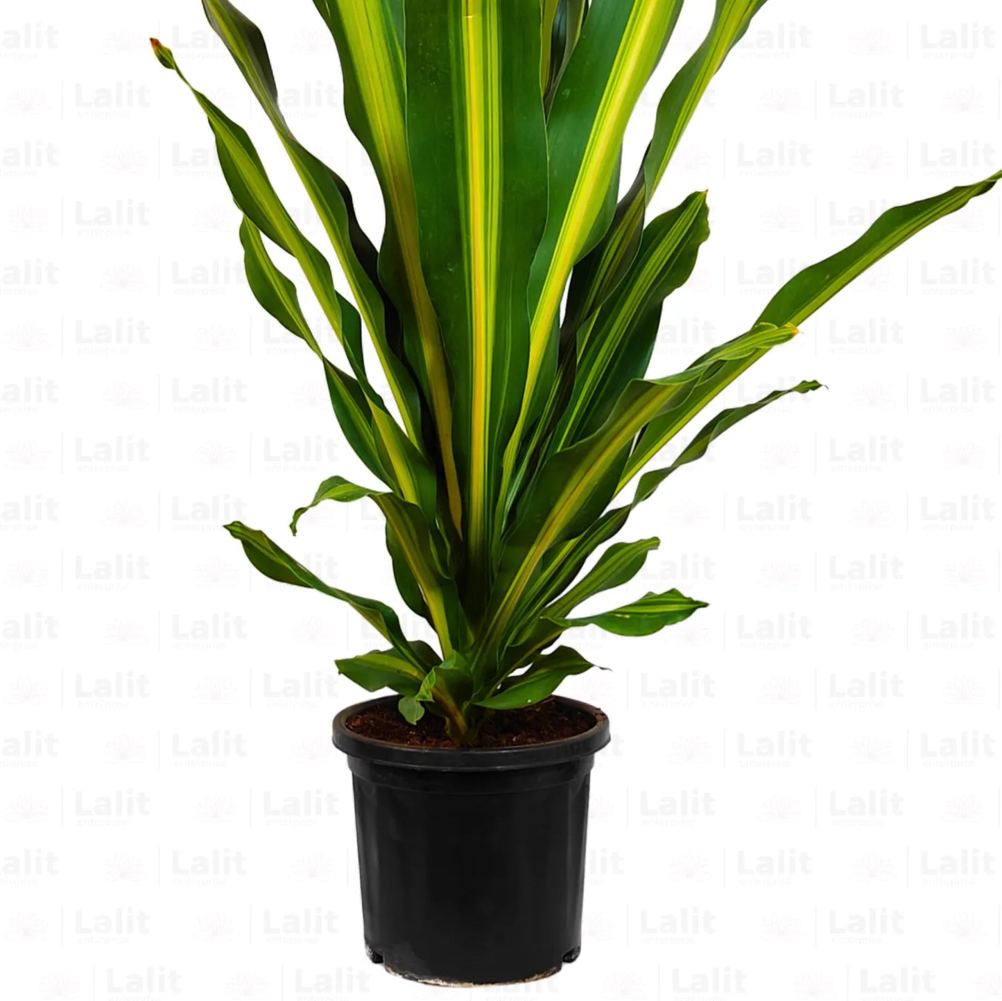 Buy Dracaena Dara Singh | Corn Pant Online at Lalitenterprise