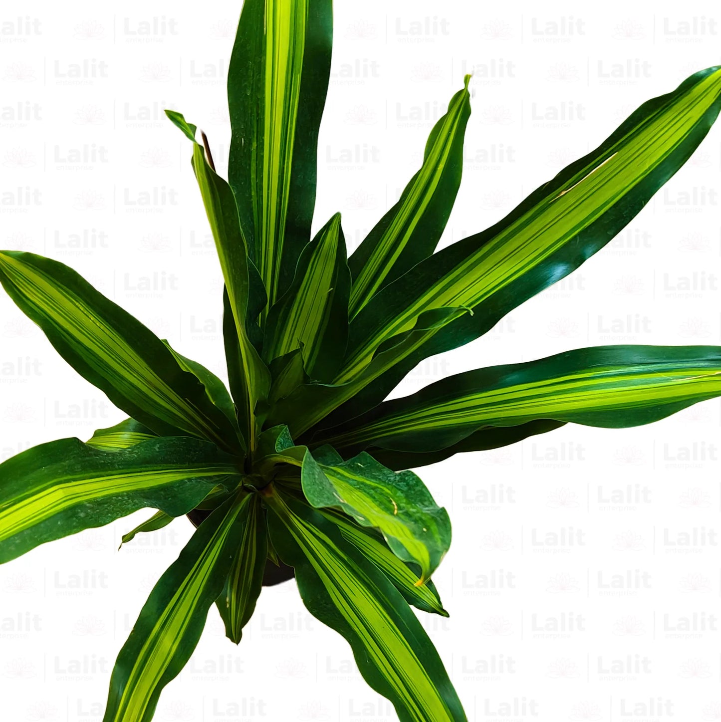 Buy Dracaena Dara Singh | Corn Pant Online at Lalitenterprise