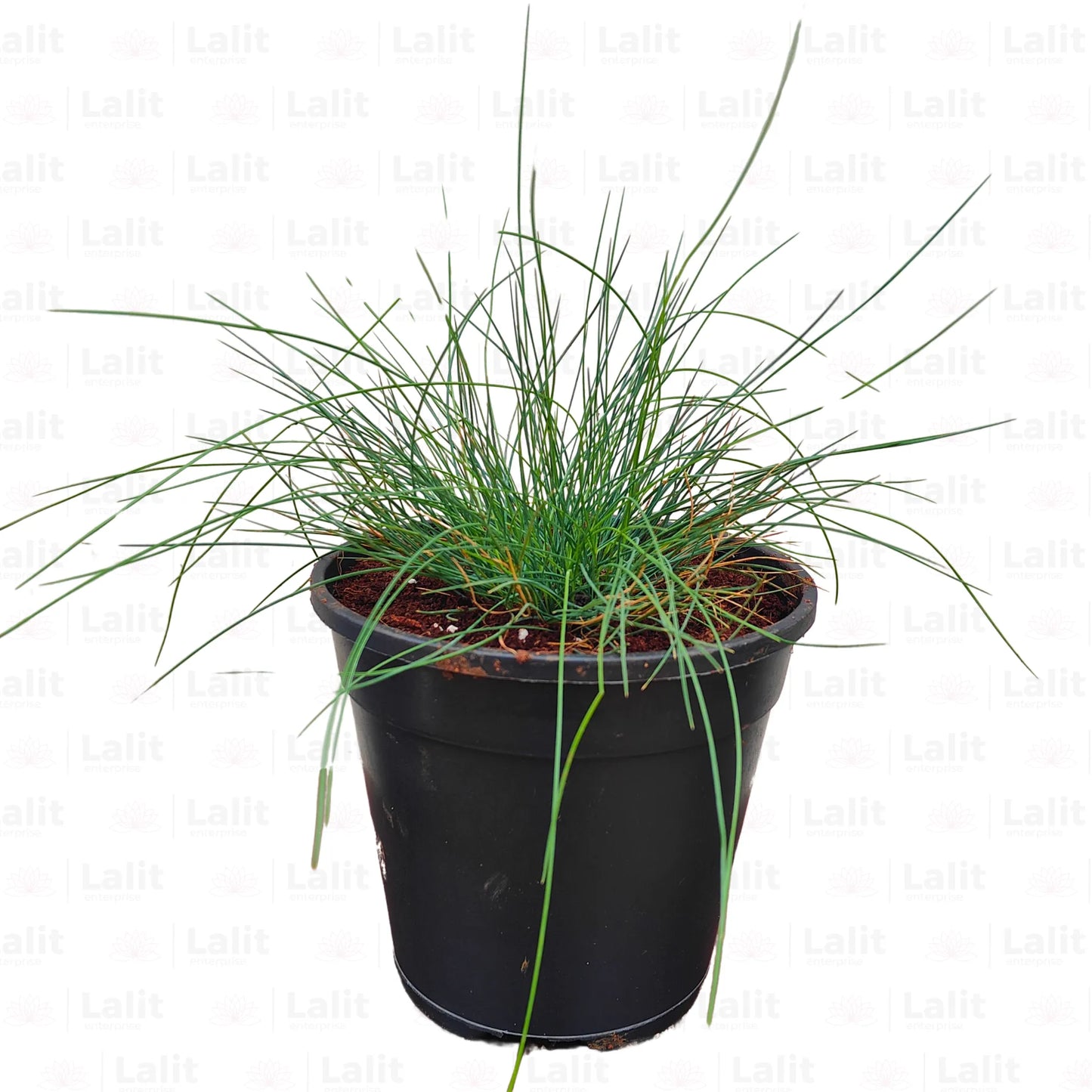 Buy Festuca Glauca Blue - Pant Online at Lalitenterprise