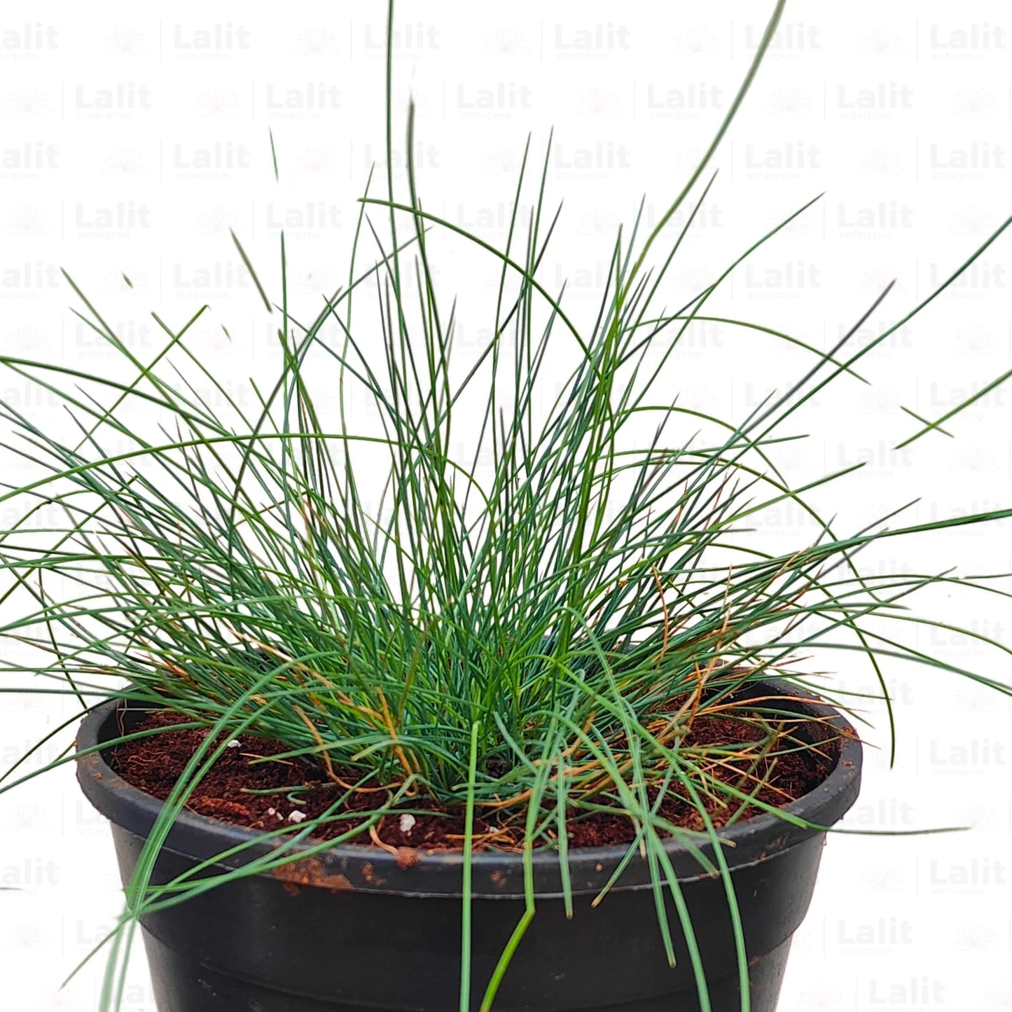 Buy Festuca Glauca Blue - Pant Online at Lalitenterprise
