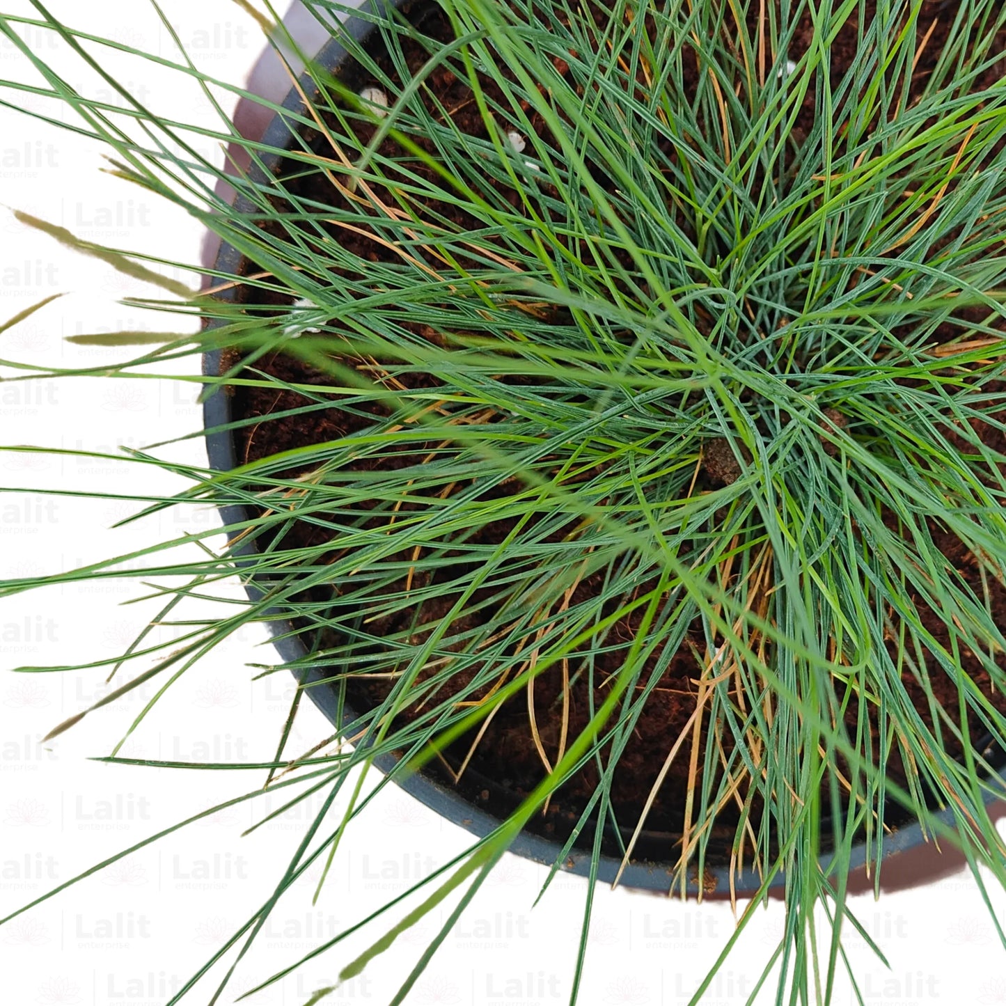 Buy Festuca Glauca Blue - Pant Online at Lalitenterprise