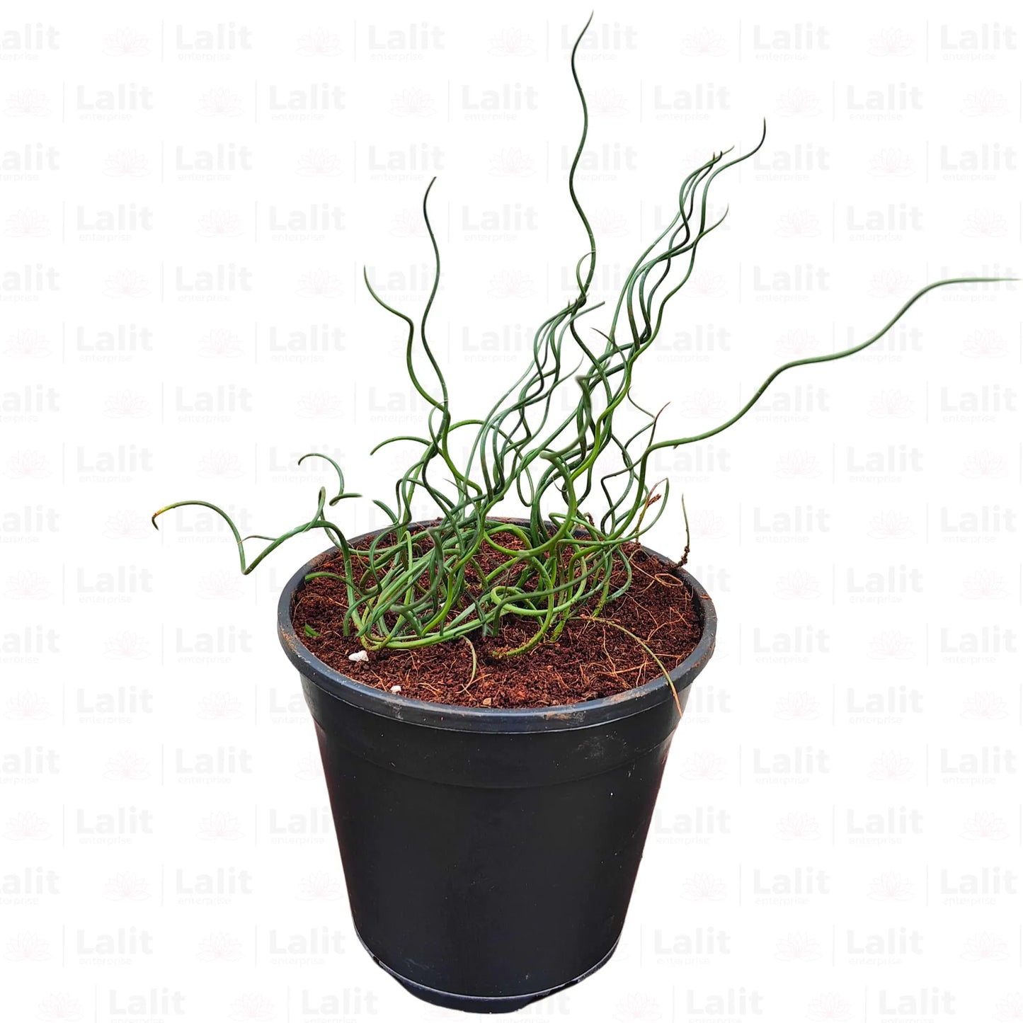 Buy Juncus Effusus ‘Spiralis' (Corkscrew Rush) - Plant Online at Lalitenterprise