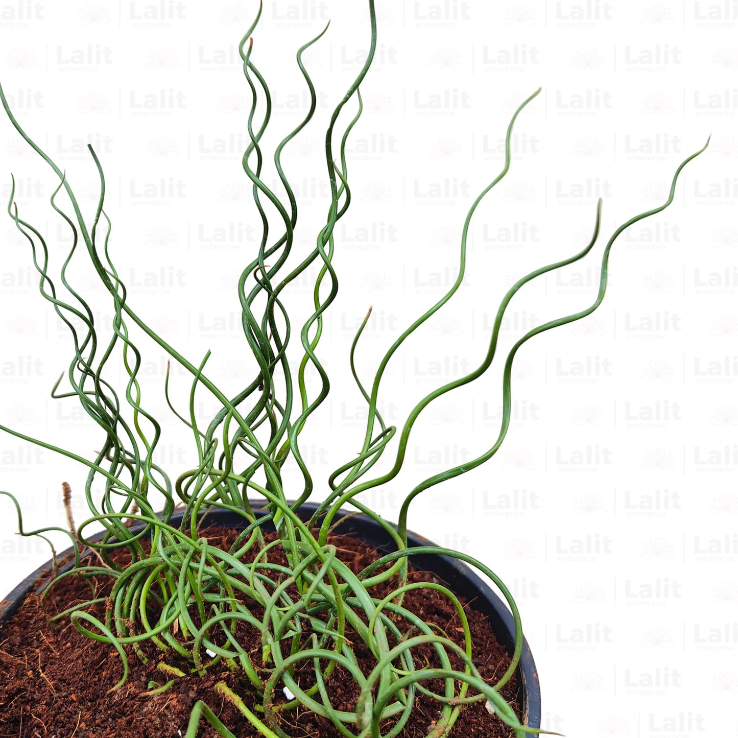 Buy Corkscrew Rush - Plant Online at Lalitenterprise