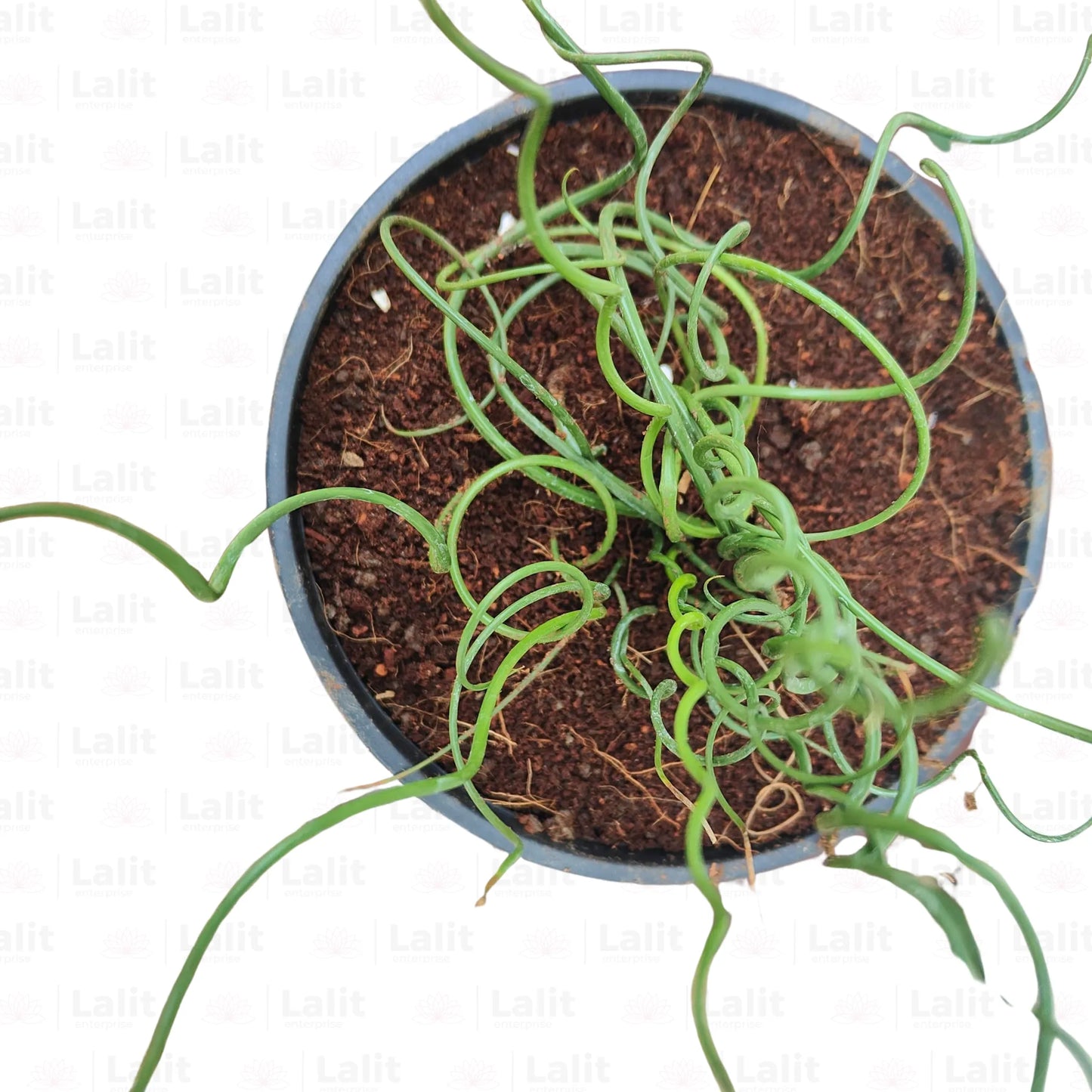 Buy Corkscrew Rush - Plant Online at Lalitenterprise