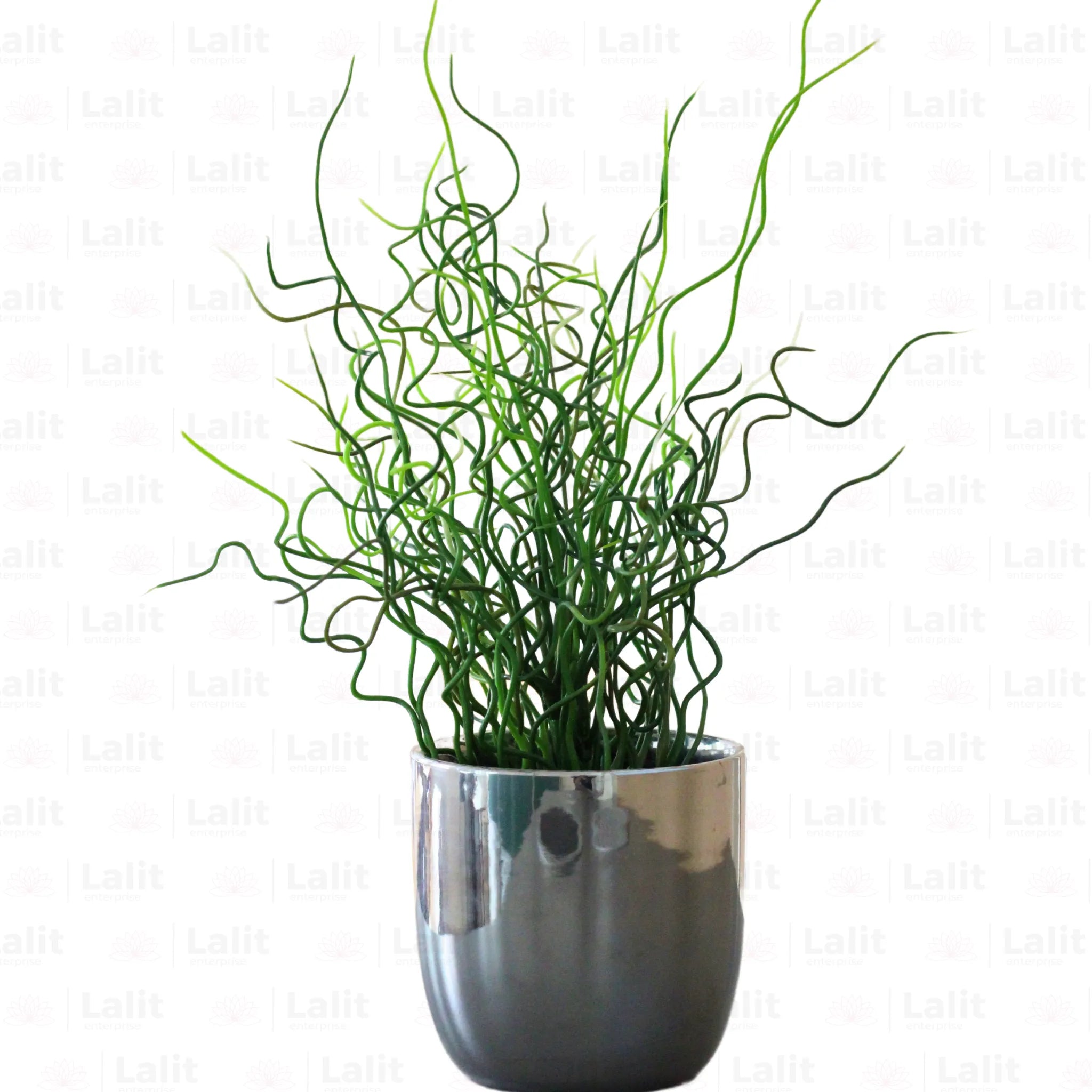 curly grass indoor plant Juncus Effusus 'Spiralis' (Corkscrew Rush)