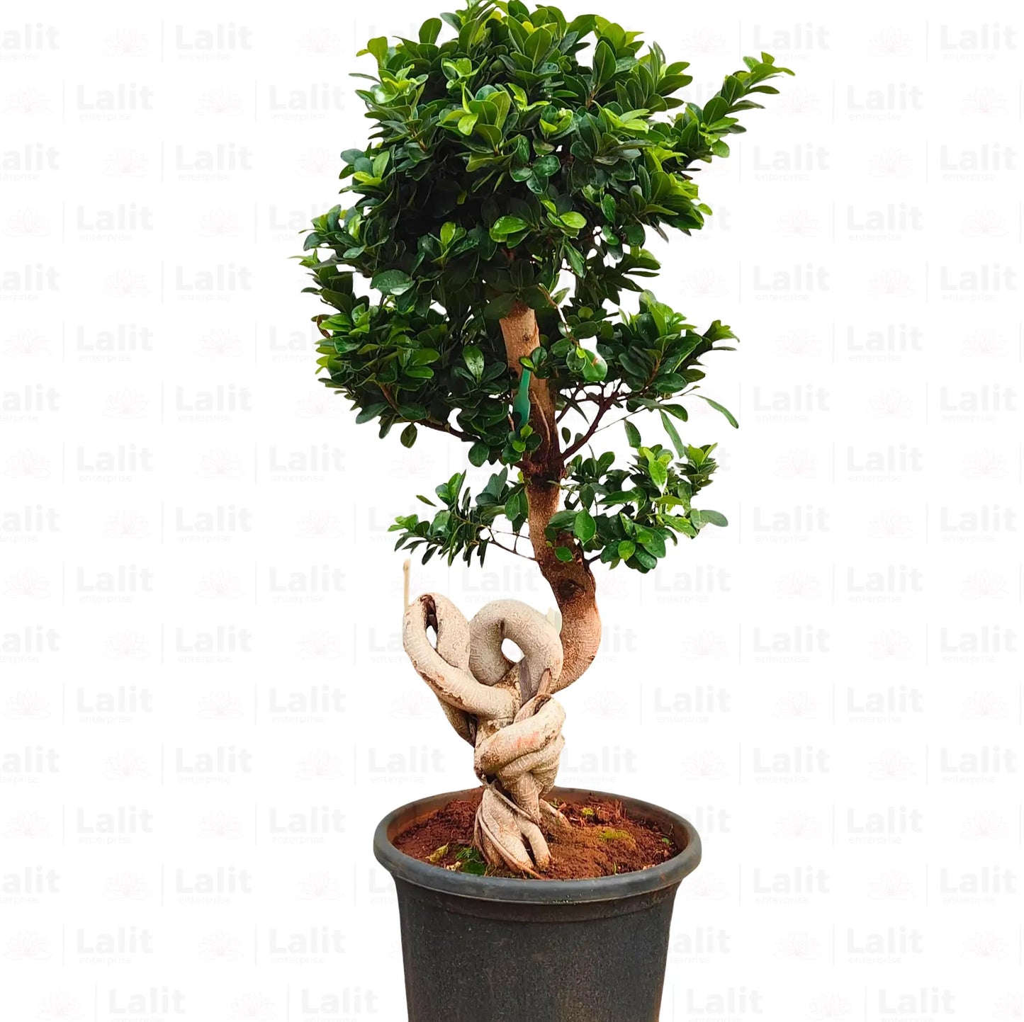 Buy Ficus Moclame (Knotted Ficus) "Bonsai" - Plant Online at Lalitenterprise