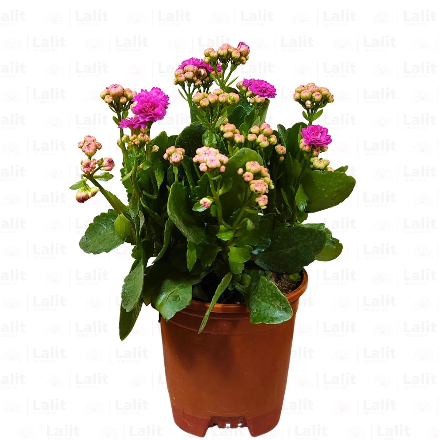 Buy Kalanchoe (Flaming Katy) "Widow's-thrill" - Plant Online at Lalitenterprise