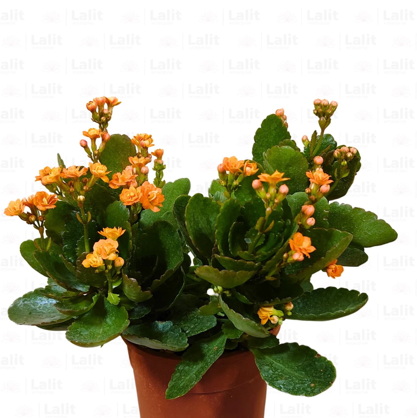 Buy Kalanchoe - Plant Online at Lalitenterprise