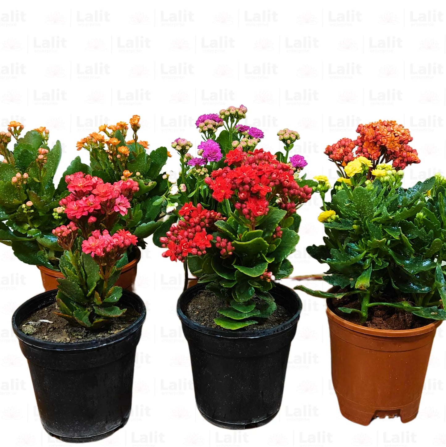 Buy Kalanchoe (Flaming Katy) "Widow's-thrill" - Plant Online at Lalitenterprise