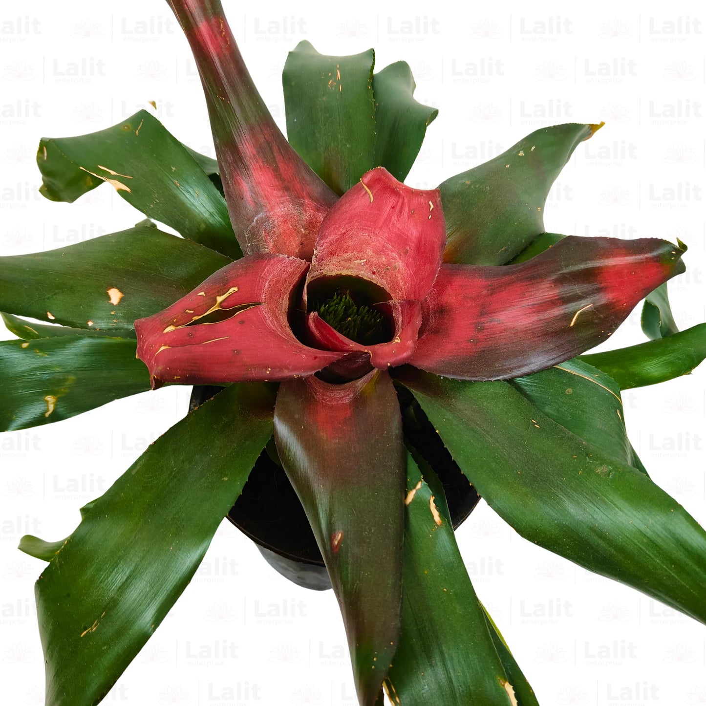 Buy Guzmania - Plant Online at Lalitenterprise