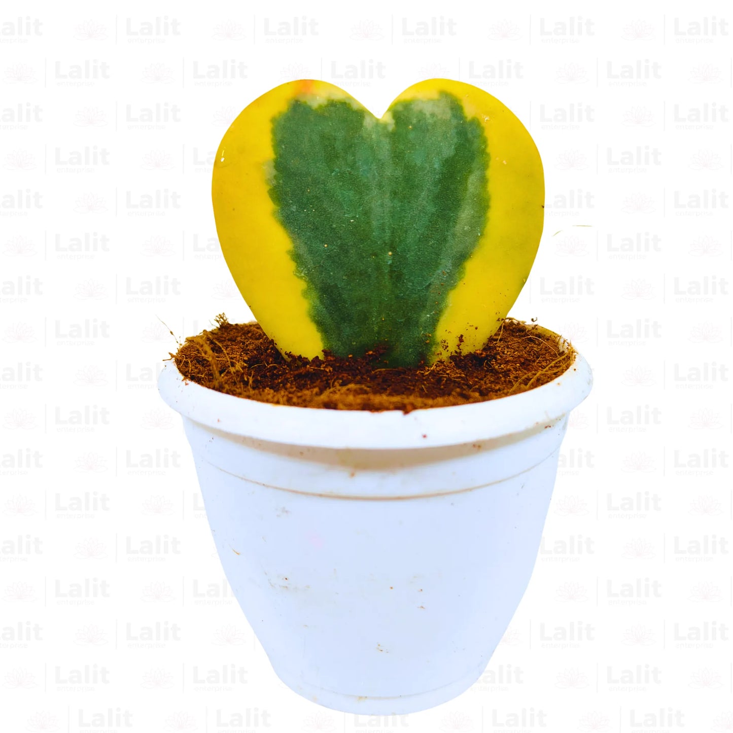 Buy Hoya Kerii "Variegated" (Heart Shape) - Plant Online at Lalitenterprise