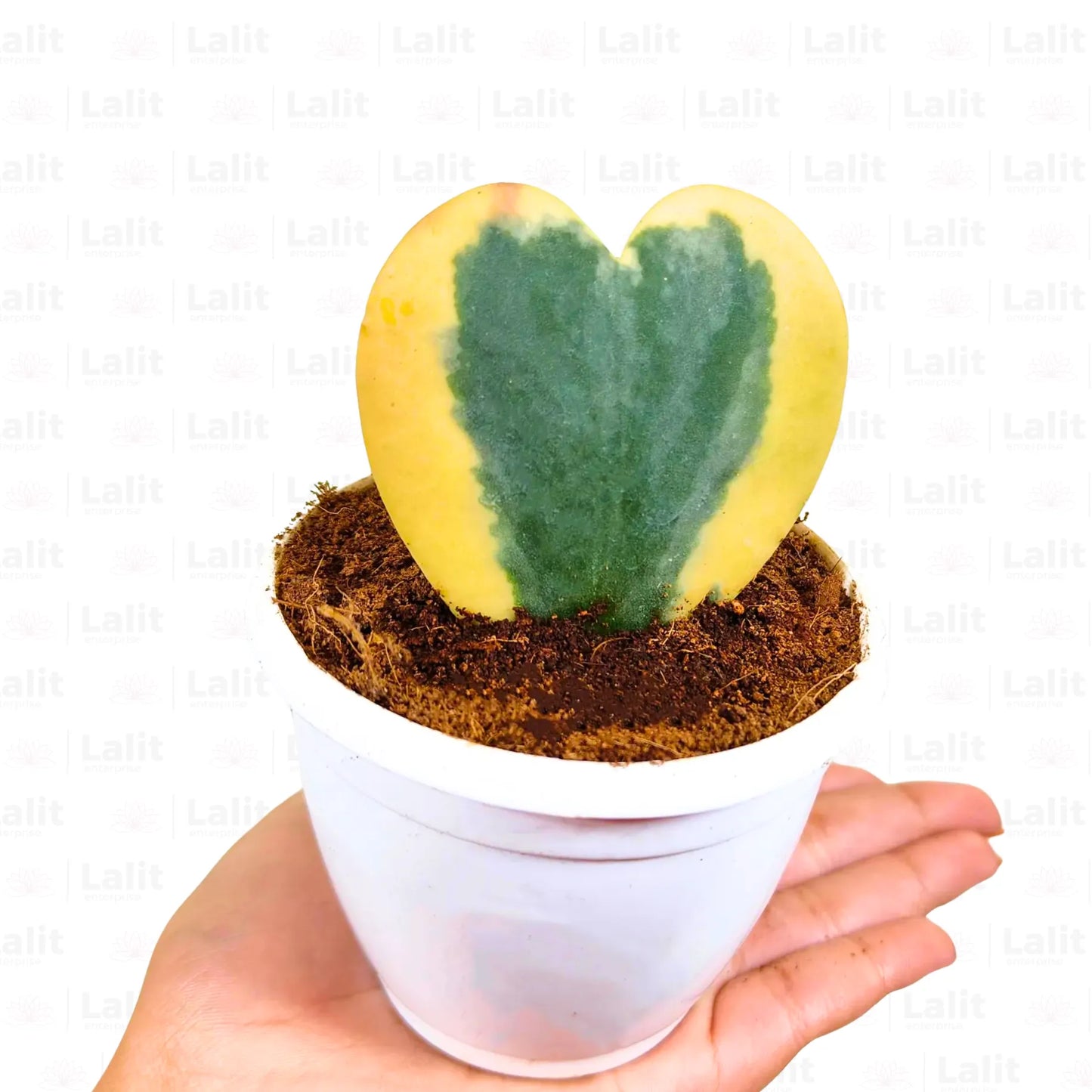 Buy Hoya Kerii "Variegated" (Heart Shape) - Plant Online at Lalitenterprise