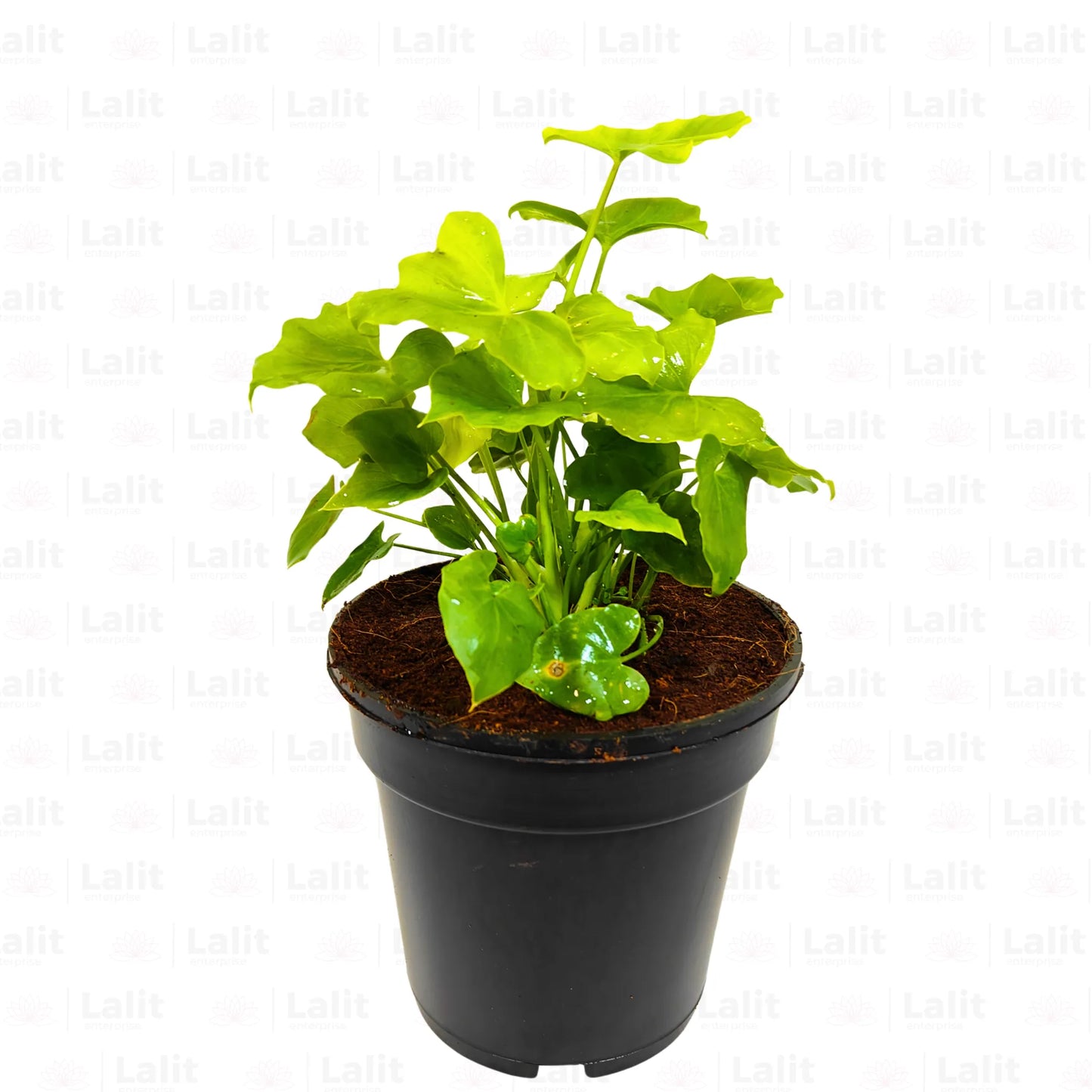 Buy Miniature Philodendron Selloum - Plant Online at Lalitenterprise