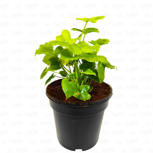 Buy Miniature Philodendron Selloum - Plant Online at Lalitenterprise