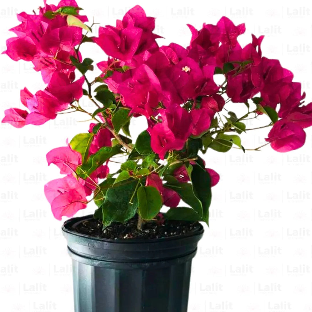 Buy Dwarf Bougainvillea Magenta Colour - Plant Online at Lalitenterprise