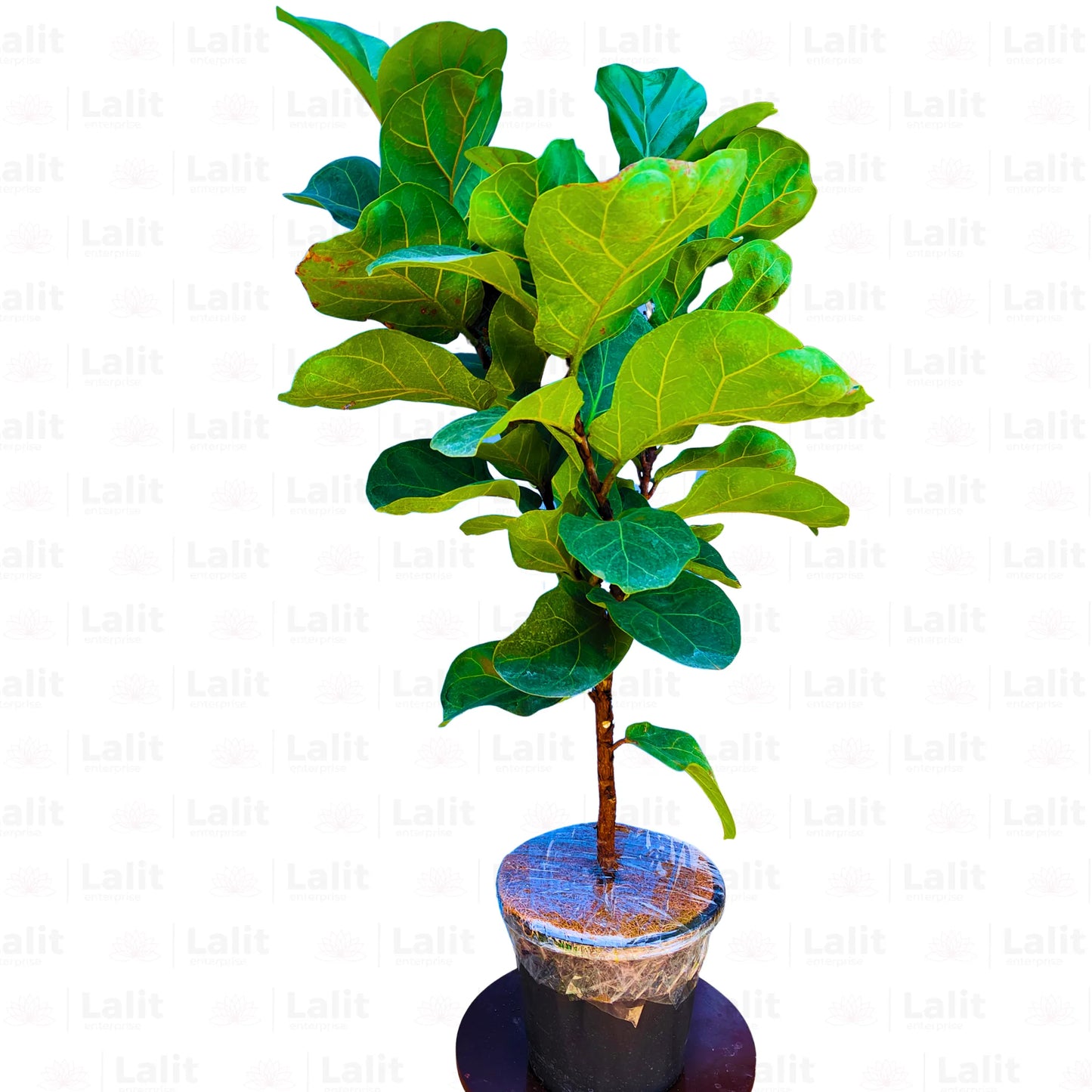 Ficus Lyrata Dwarf | Fiddle leaf Fig Bambino - Plant