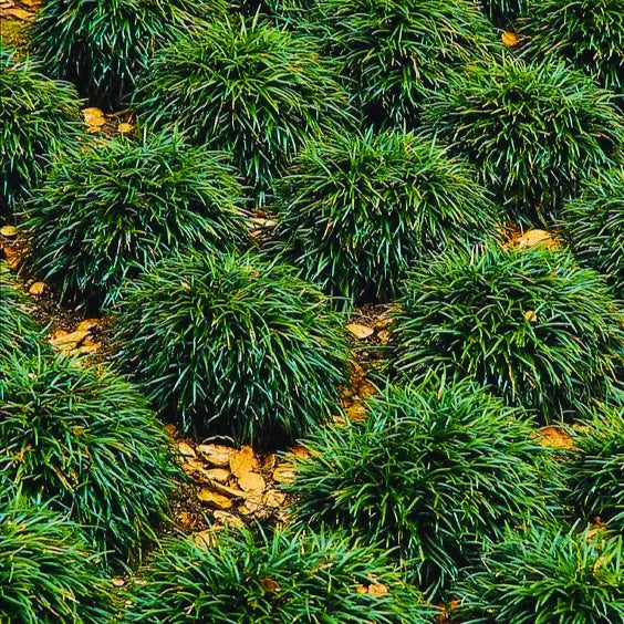 Buy Tall Mondo Grass - Plant Online at Lalitenterprise