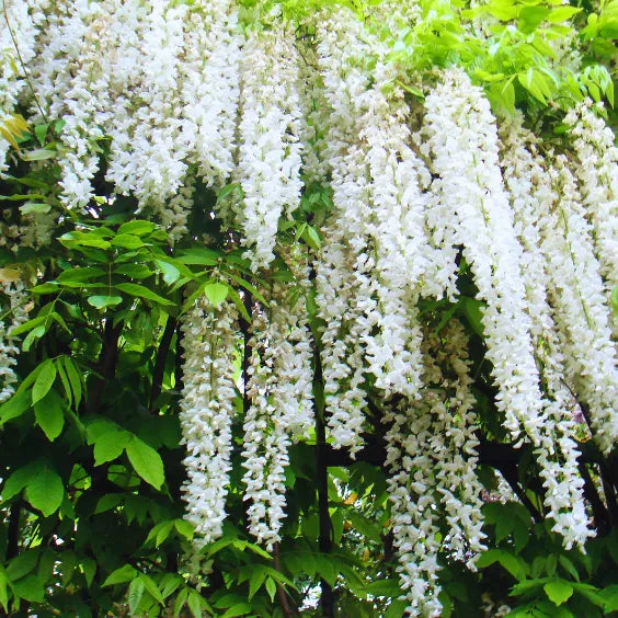 Buy Wisteria Sinensis (Vines) White - Plant Online at Lalitenterprise