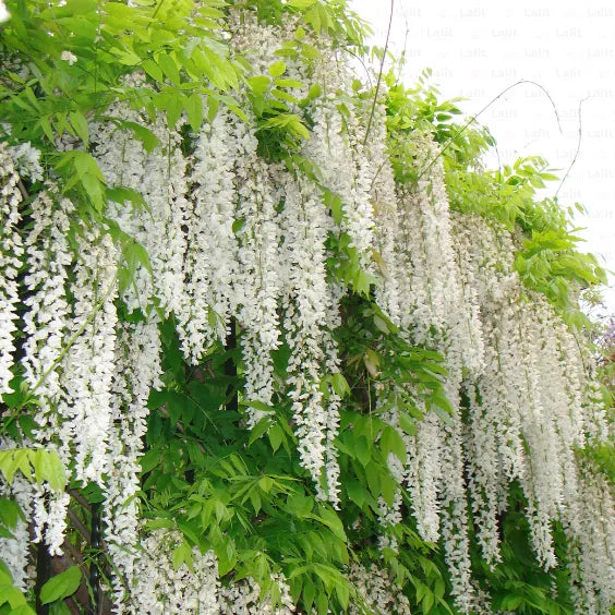 Buy Wisteria Sinensis (Vines) White - Plant Online at Lalitenterprise