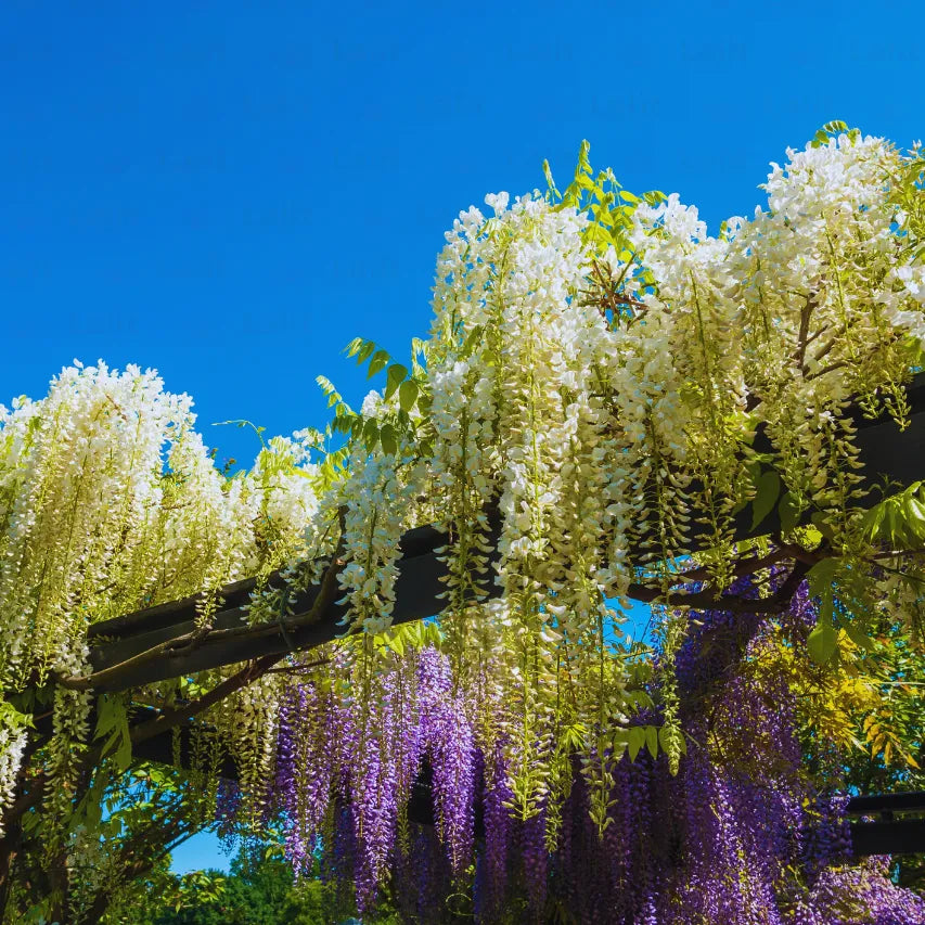 Buy Wisteria Sinensis (Vines) White - Plant Online at Lalitenterprise