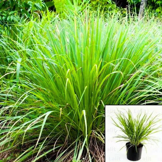 Buy Tea Grass - Plant Online at Lalitenterprise