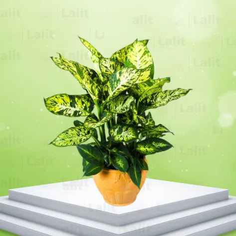 Buy Dieffenbachia Compacta - Plant Online at Lalitenterprise