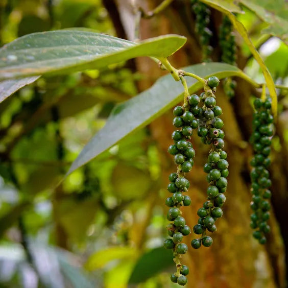 Buy Kali Mirch (Piper Nigrum) “Black Pepper” - Plant Online at Lalitenterprise